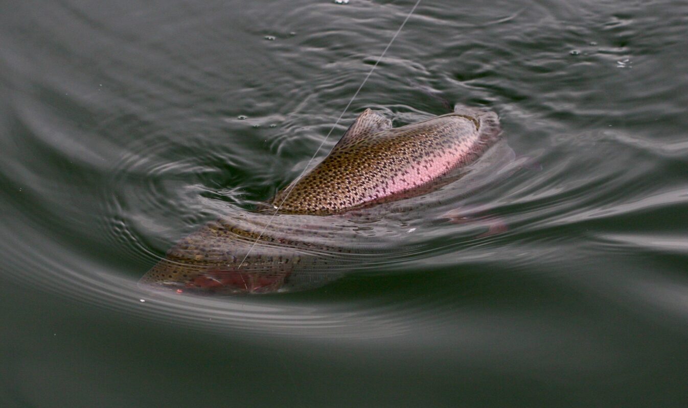 Buenos Aires Anglers